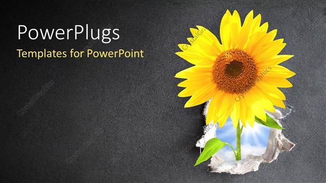  Presentation with sunflower - A sunflower with a greyish background