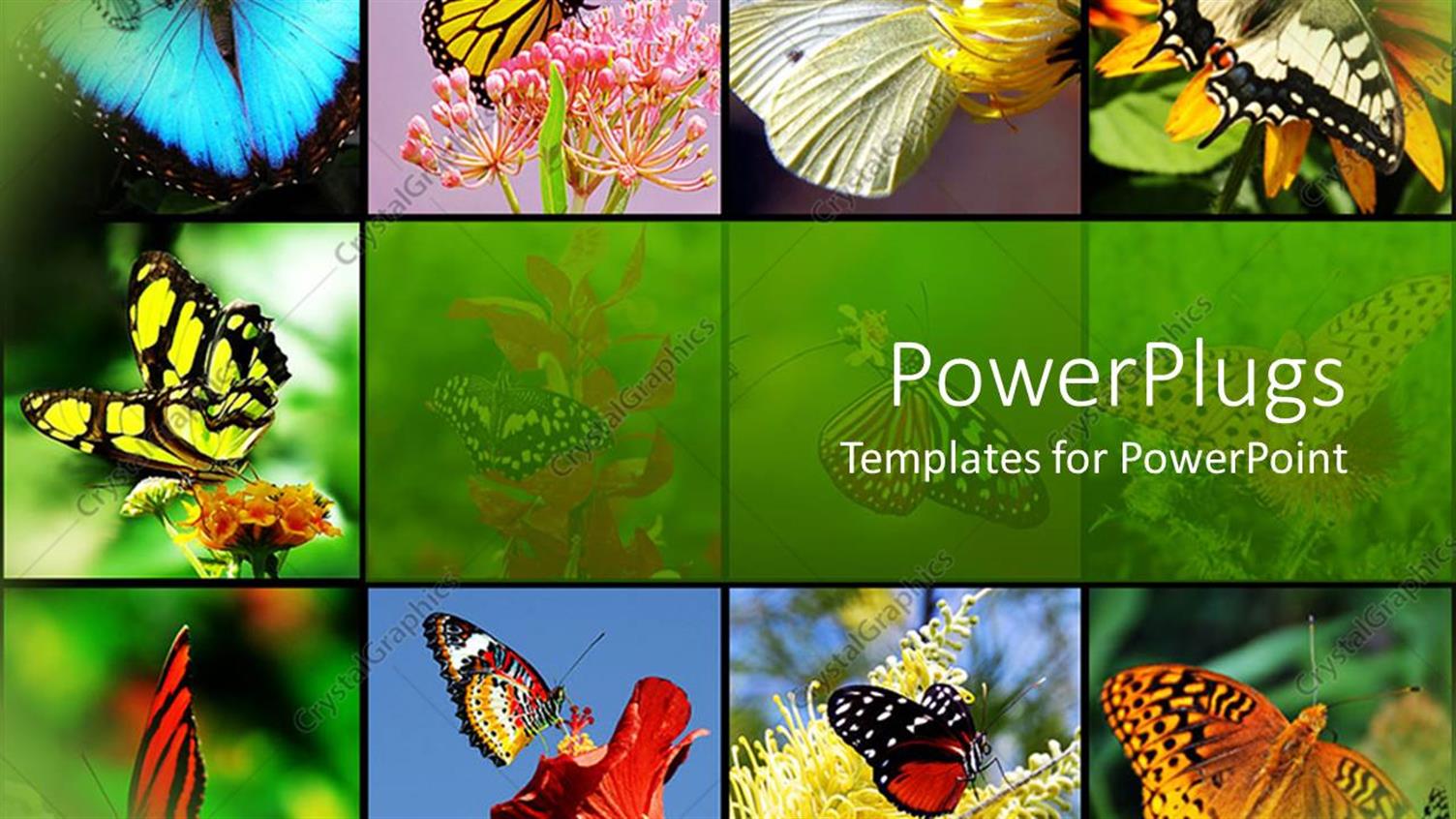 Premium Template for PowerPoint & Google Slides 