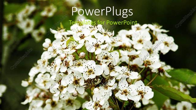  Presentation with apple - A number of apple blossoms together with leaves in the background