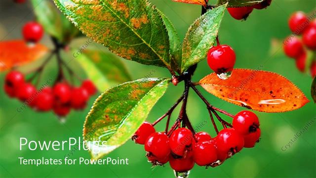 Presentation with berries - A number of berries and leaves together