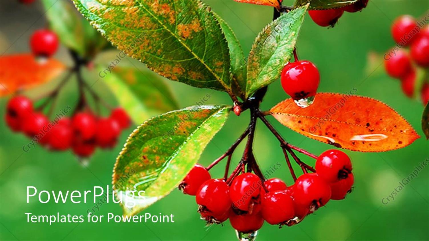 Featuring a Number of Berries and Leaves Together