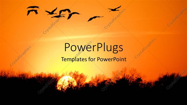  Presentation with birds - A number of birds with sunset in the background