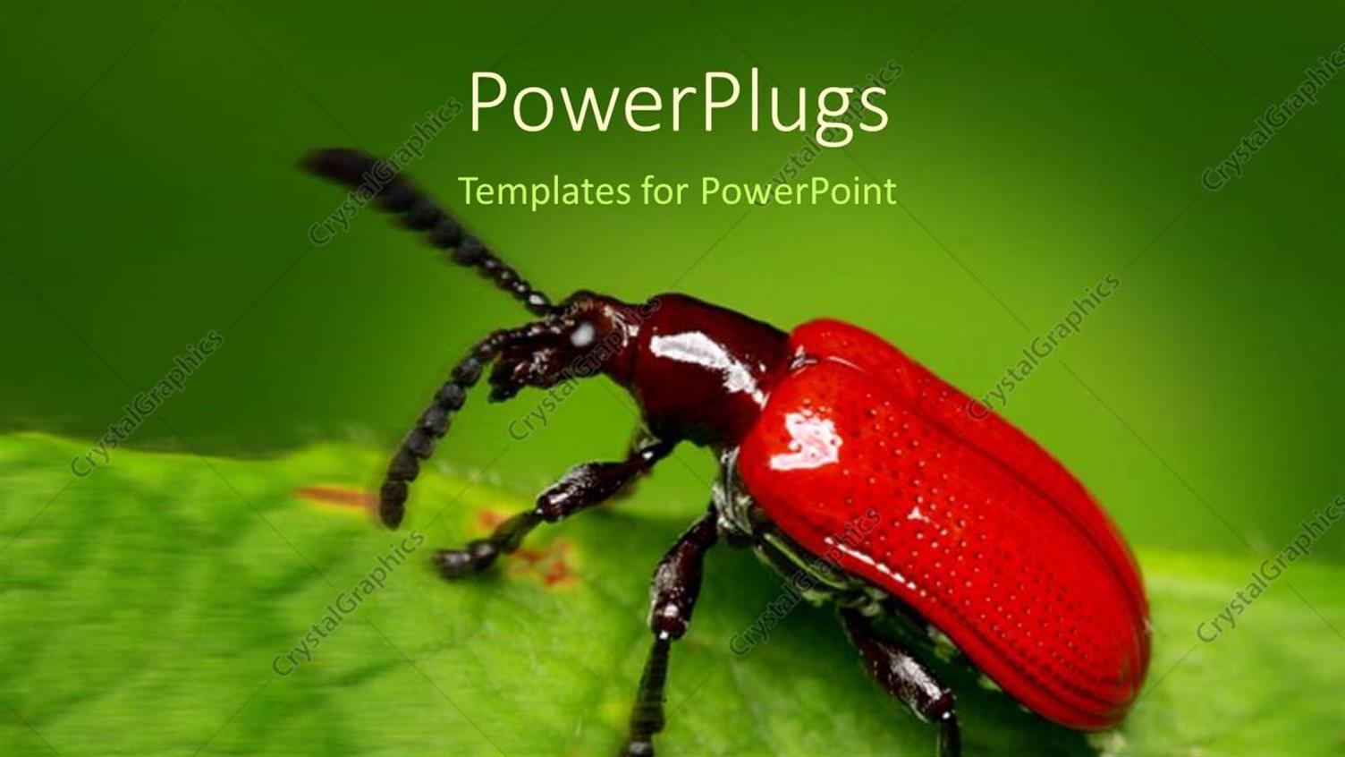 Premium Template for PowerPoint & Google Slides 