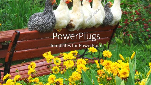  Presentation with chicken - A number of chickens on a bench