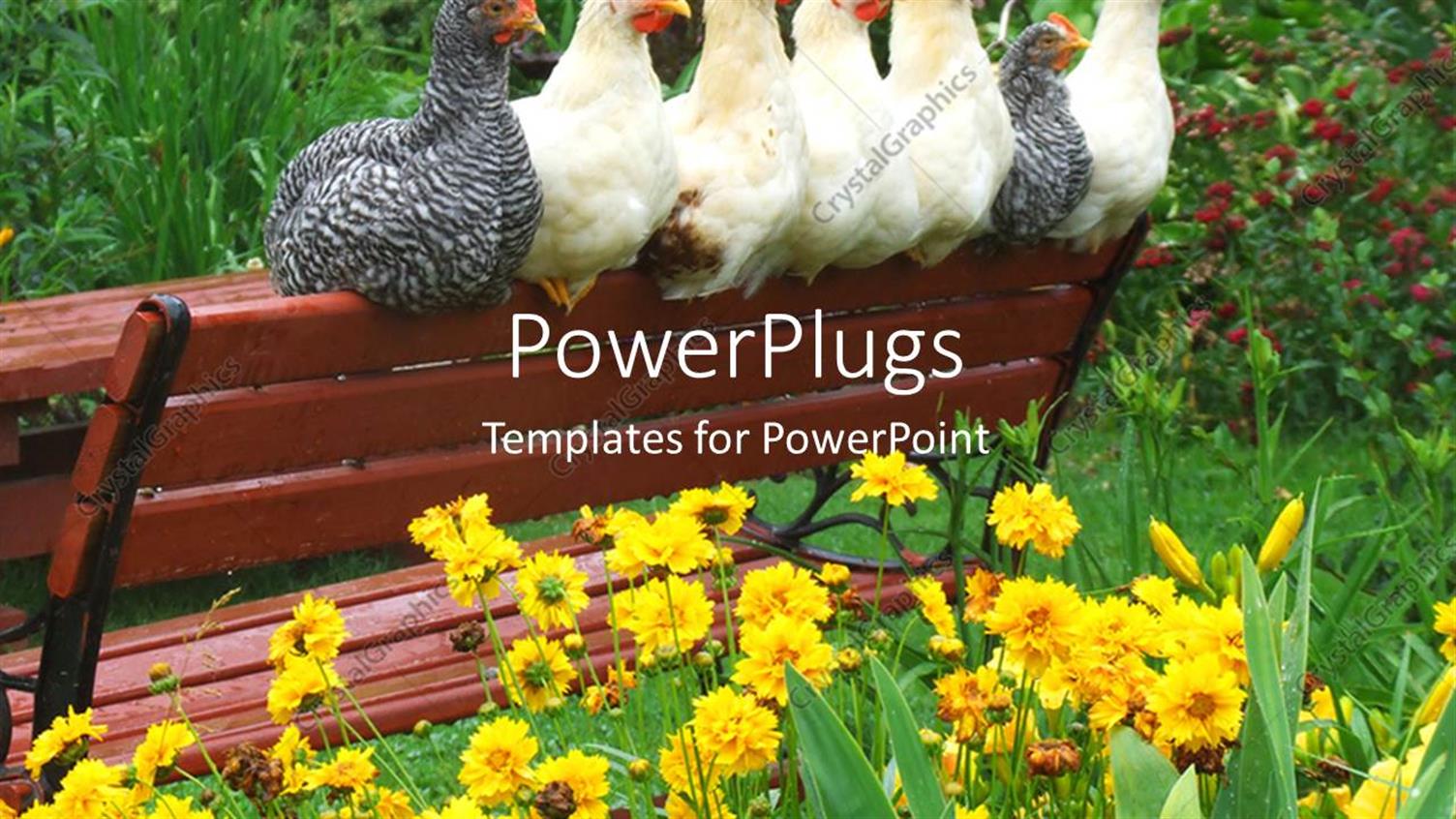 Featuring a Number of Chickens on a Bench