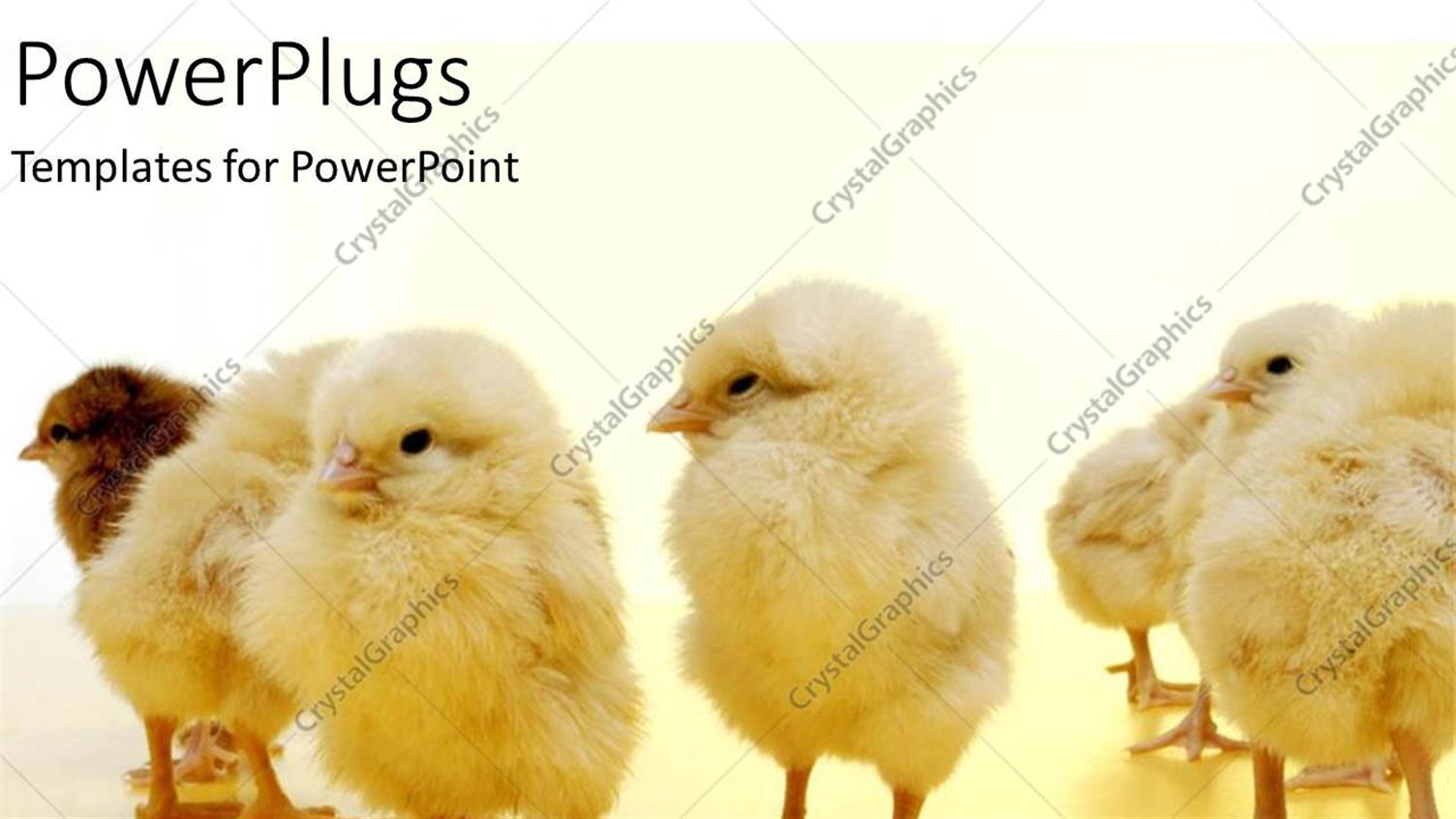 Premium Template for PowerPoint & Google Slides 