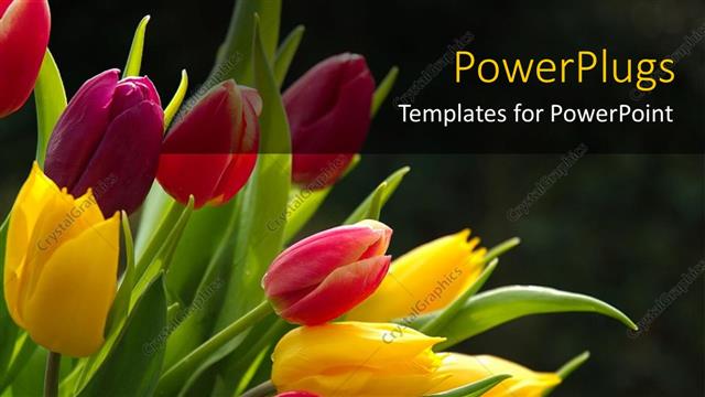  Presentation with tulips - A number of colorful flowers with blackish background