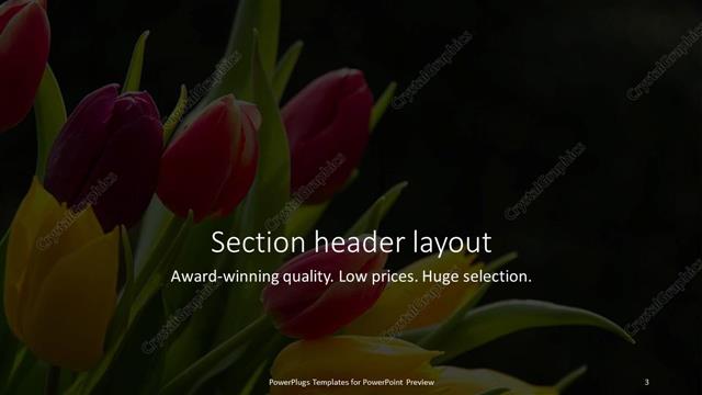 Section Header presentation slide layout
