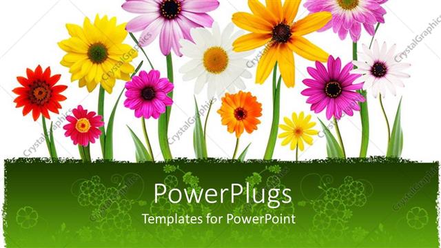  Presentation with flowers - A number of colorful flowers with white background