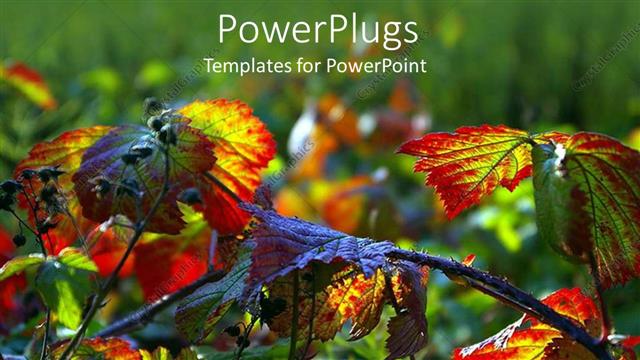  Presentation with blackberry - A number of colorful leaves with greenery in the background