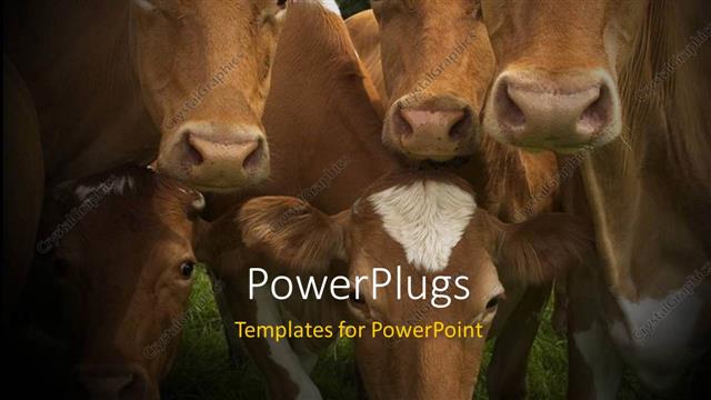  Presentation with field - A number of cows in the field