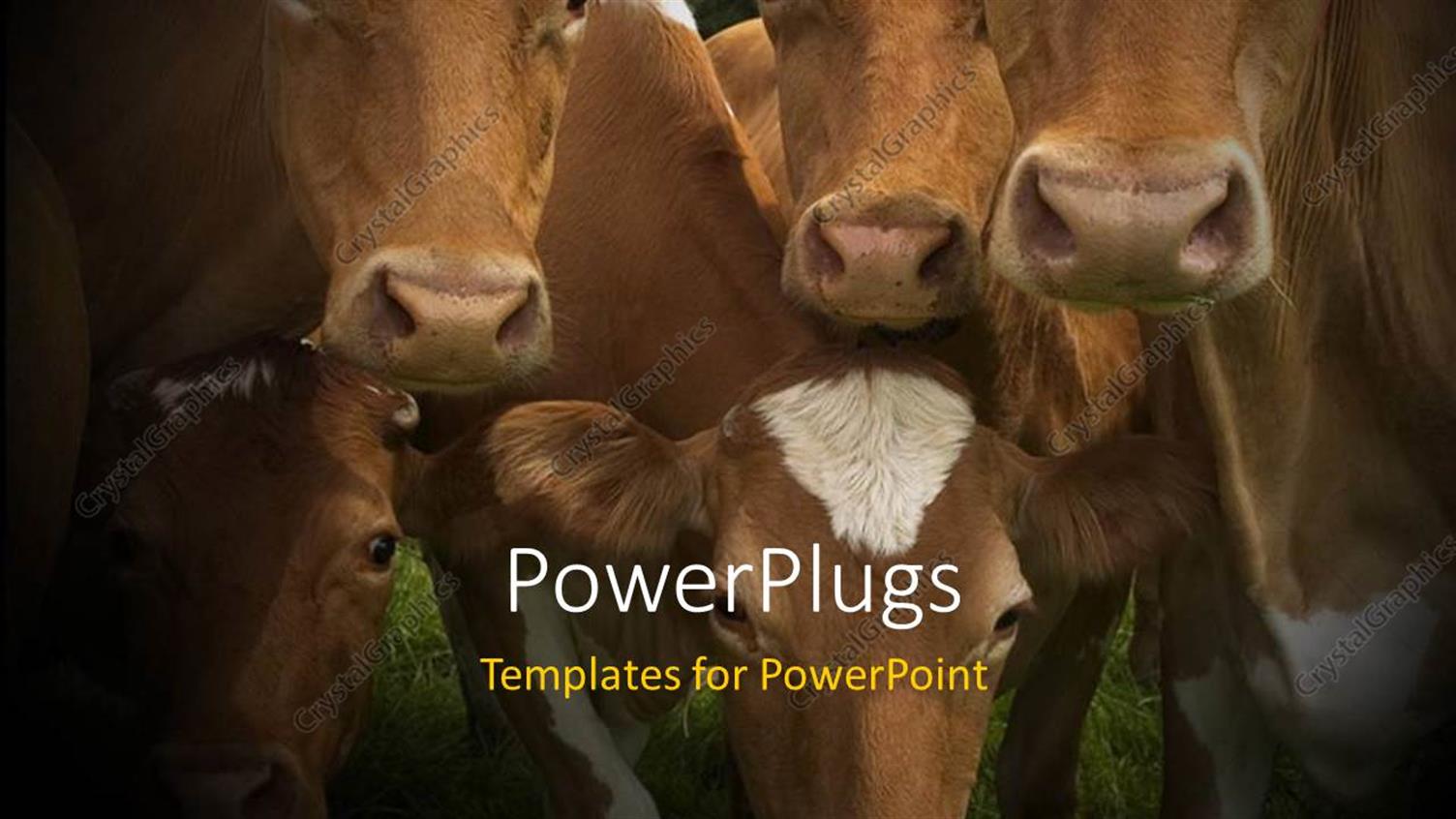 Premium Template for PowerPoint & Google Slides 