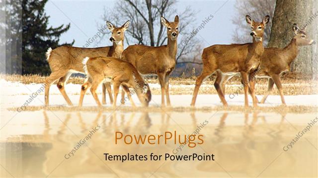  Presentation with animal - A number of deer with their reflection in the water