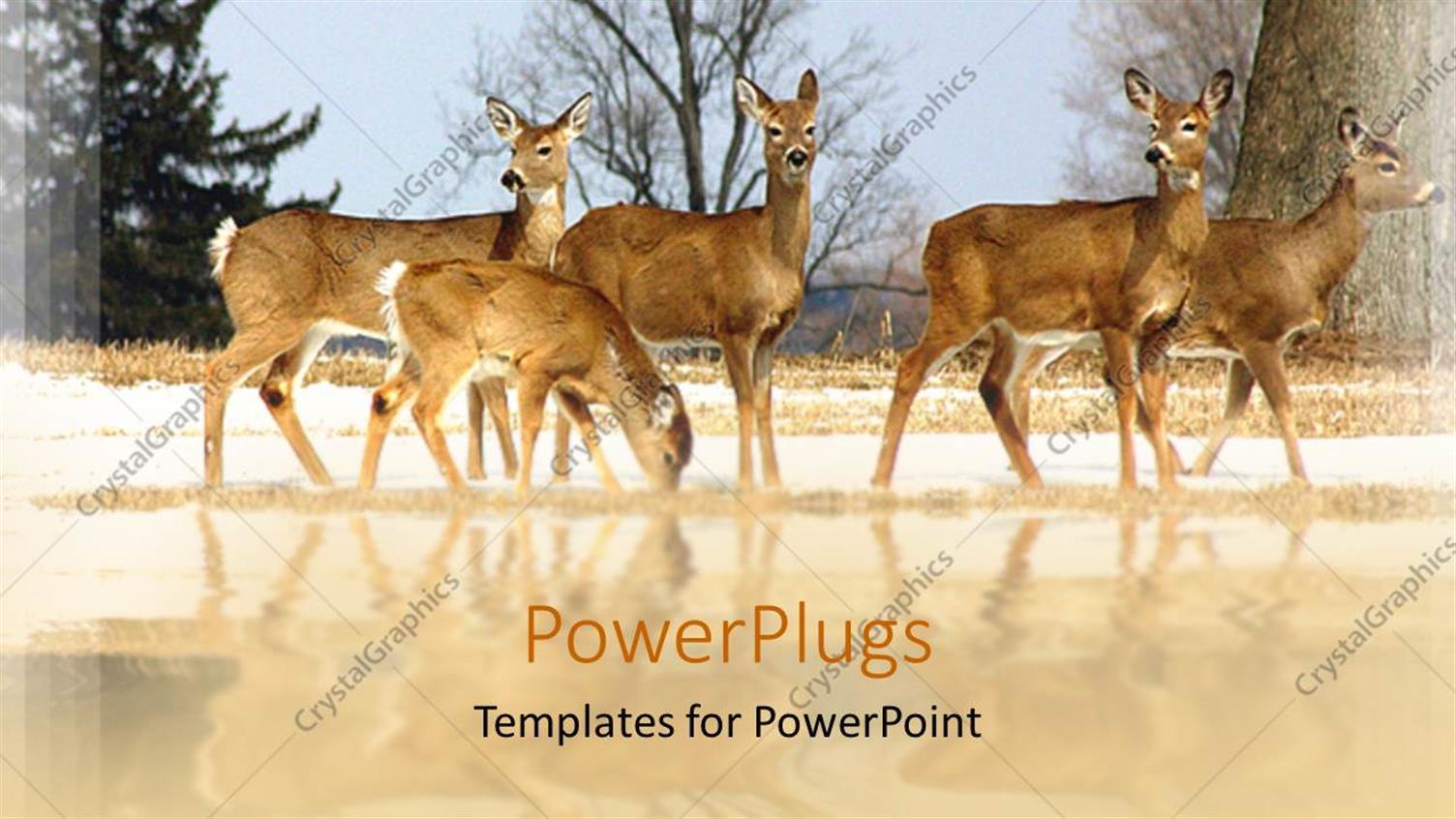 Premium Template for PowerPoint & Google Slides 