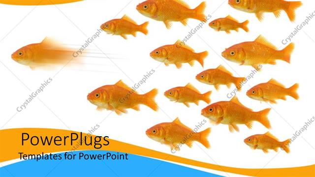  Presentation with swim - A number of fish together with white background