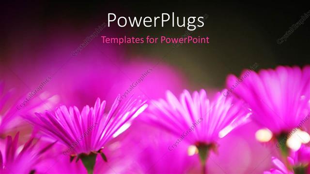 Presentation with blurr - A number of flowers with blurr background