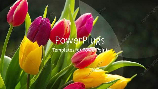  Presentation with tulips - A number of flowers with a blurr background