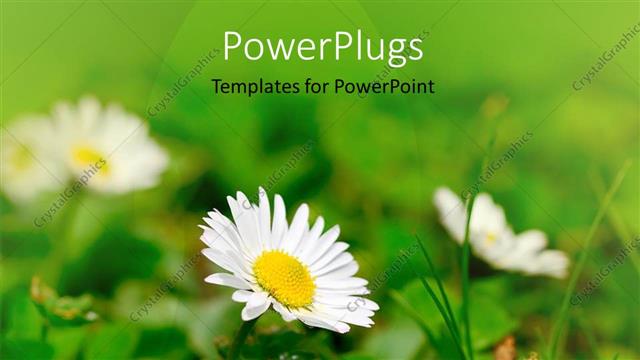 Presentation with flowers - A number of flowers with blurred background
