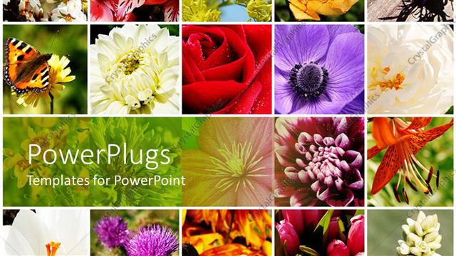  Presentation with mosaic - A number of flowers of different colors