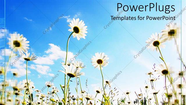  Presentation with garden - A number of flowers in the garden with clouds in the background