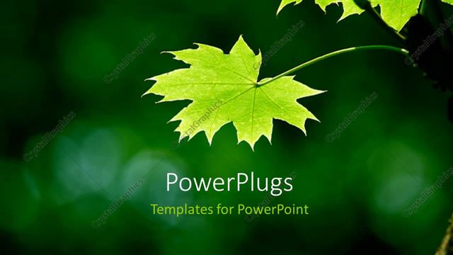  Presentation with green maple leaves - A number of flowers with green background