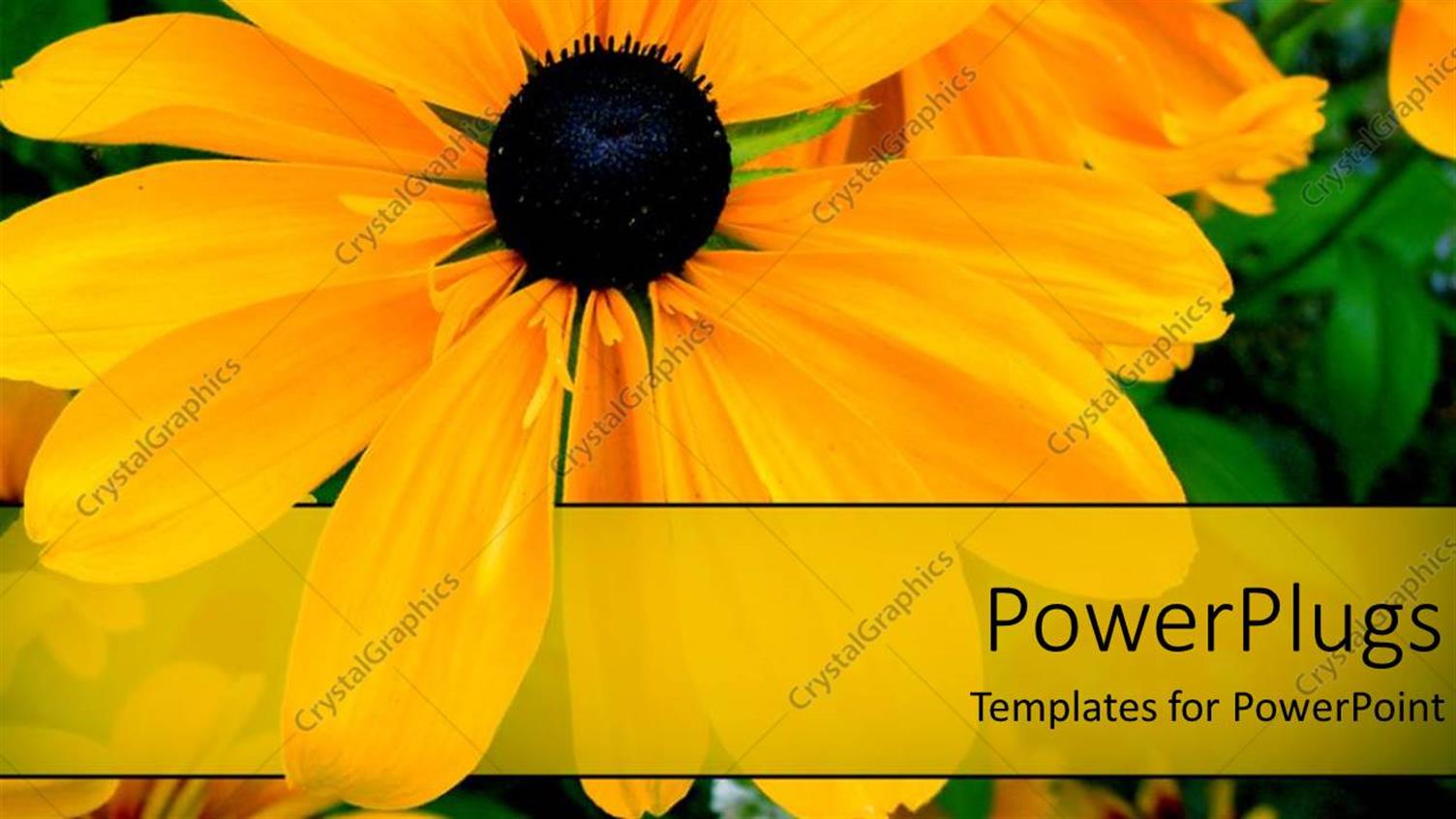 Premium Template for PowerPoint & Google Slides 