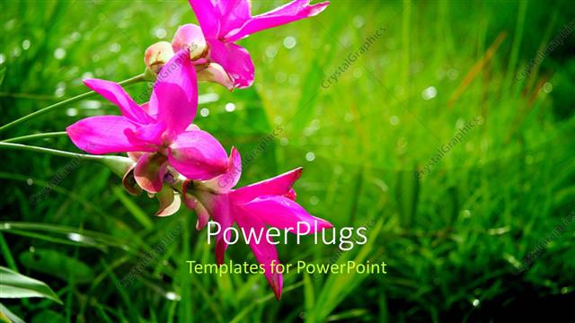  Presentation with tulip - A number of flowers with greenery in the background