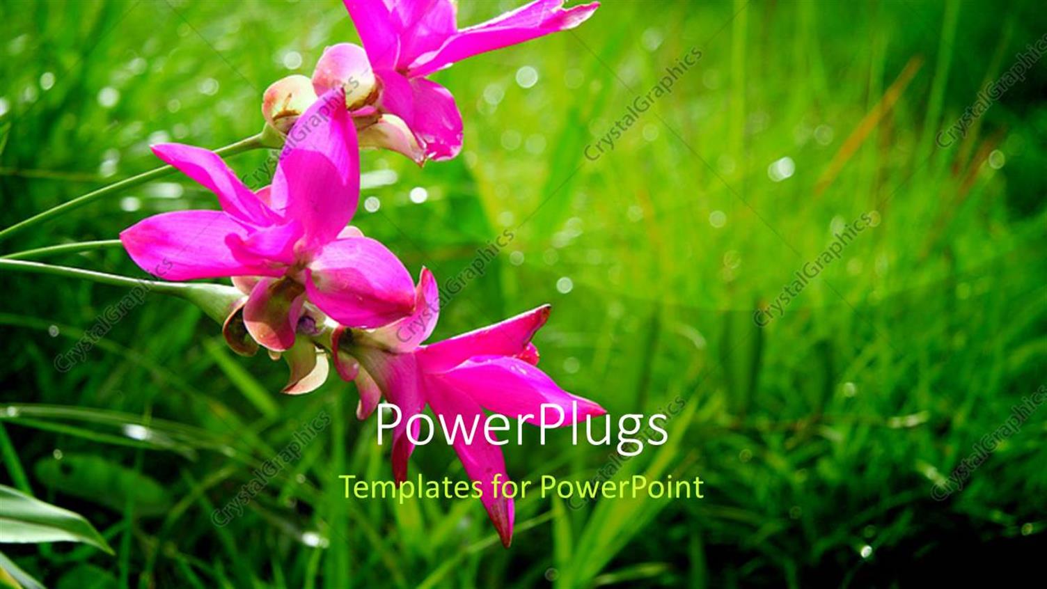 Premium Template for PowerPoint & Google Slides 