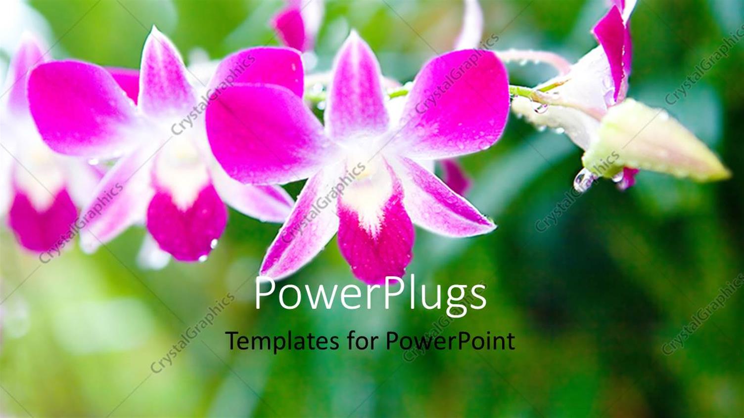 Premium Template for PowerPoint & Google Slides 