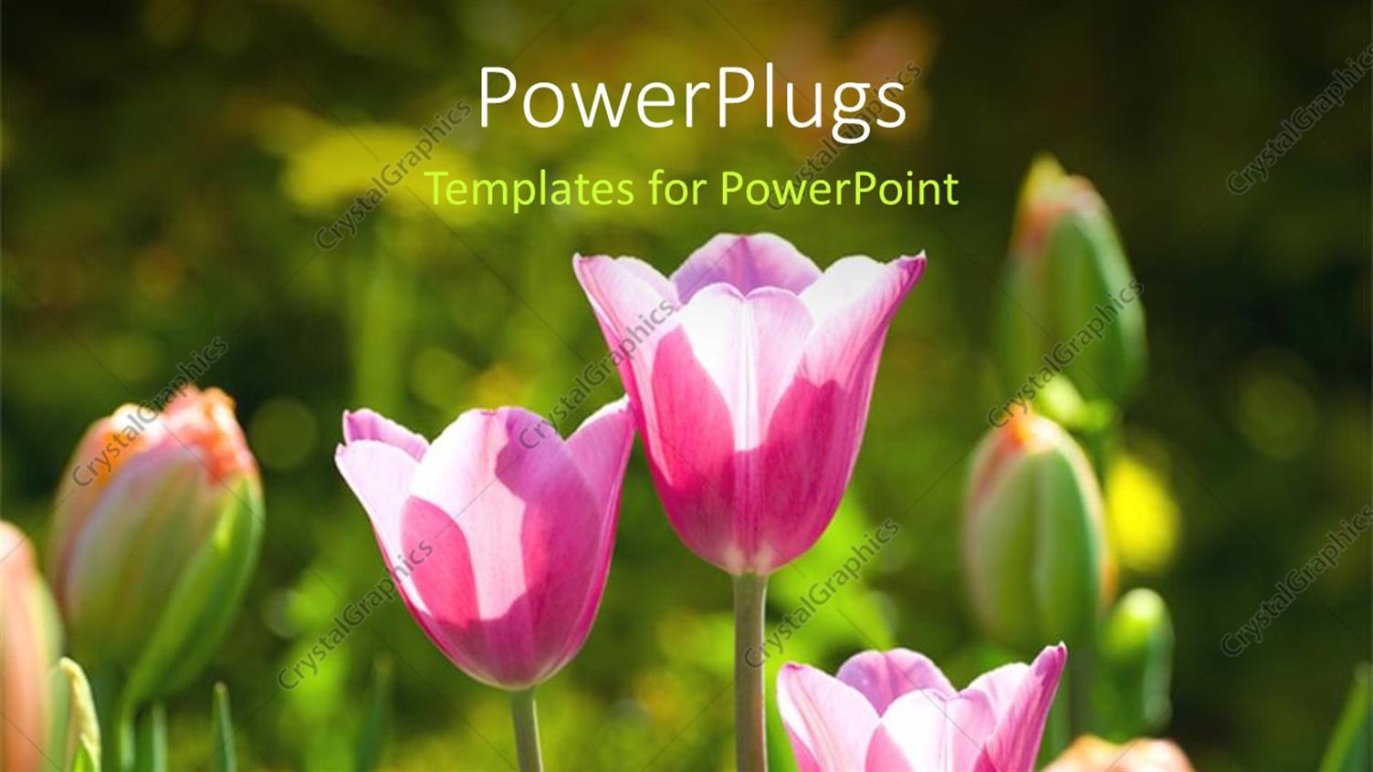 Featuring a Number of Flowers with Greenery in the Background