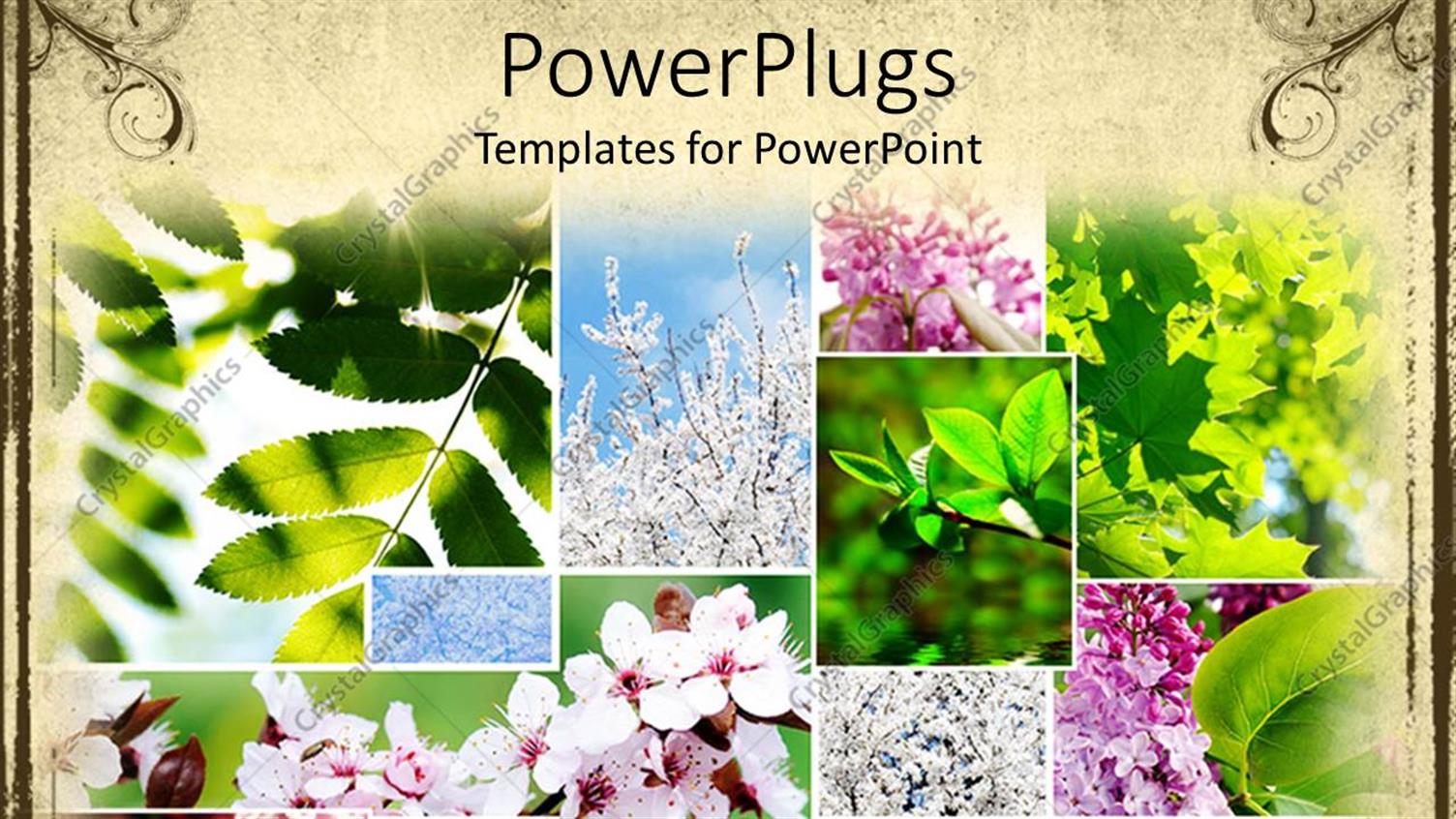 Premium Template for PowerPoint & Google Slides 