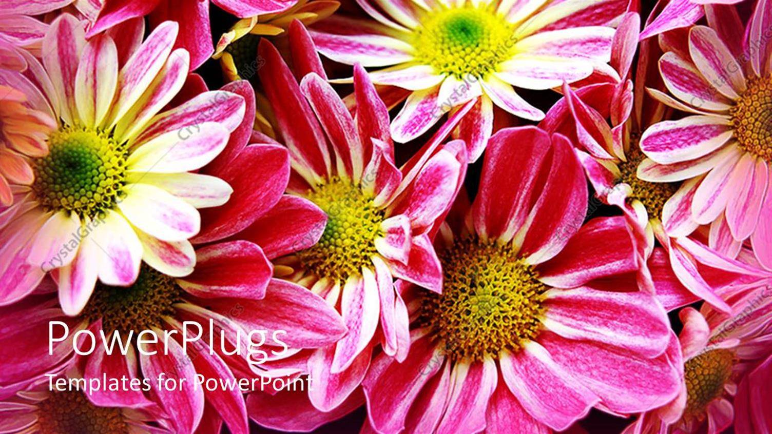 Featuring a Number of Flowers with Place for Text