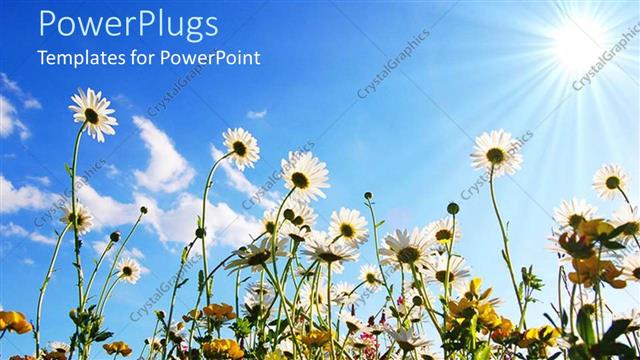  Presentation with sunshine - A number of flowers with sunshine in the background