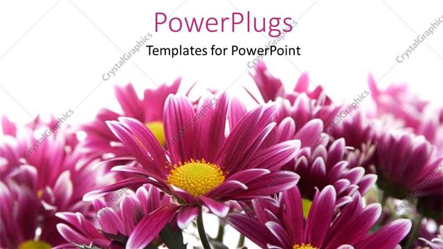  Presentation with daisy - A number of flowers with white background and place for text