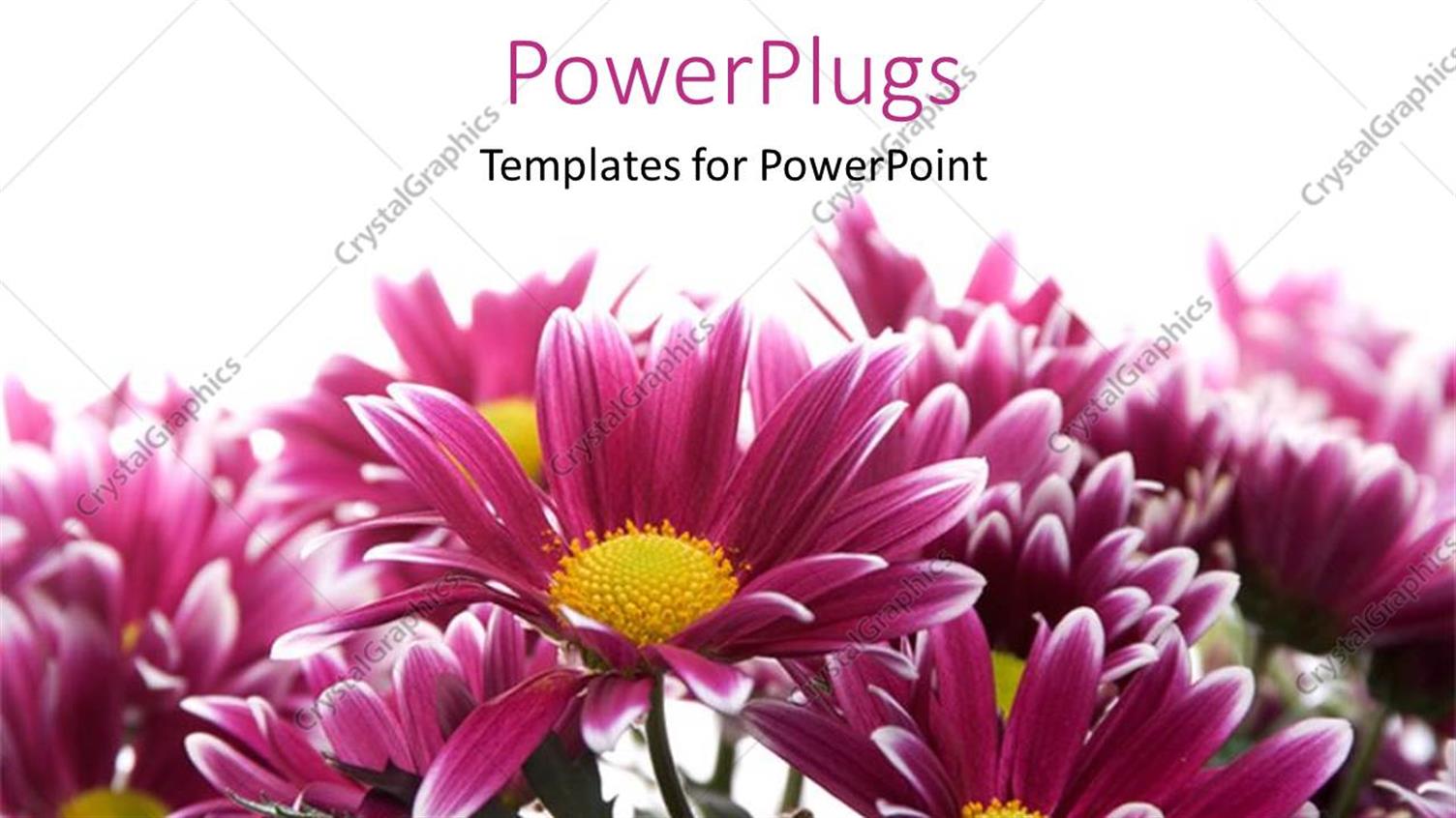 Premium Template for PowerPoint & Google Slides 