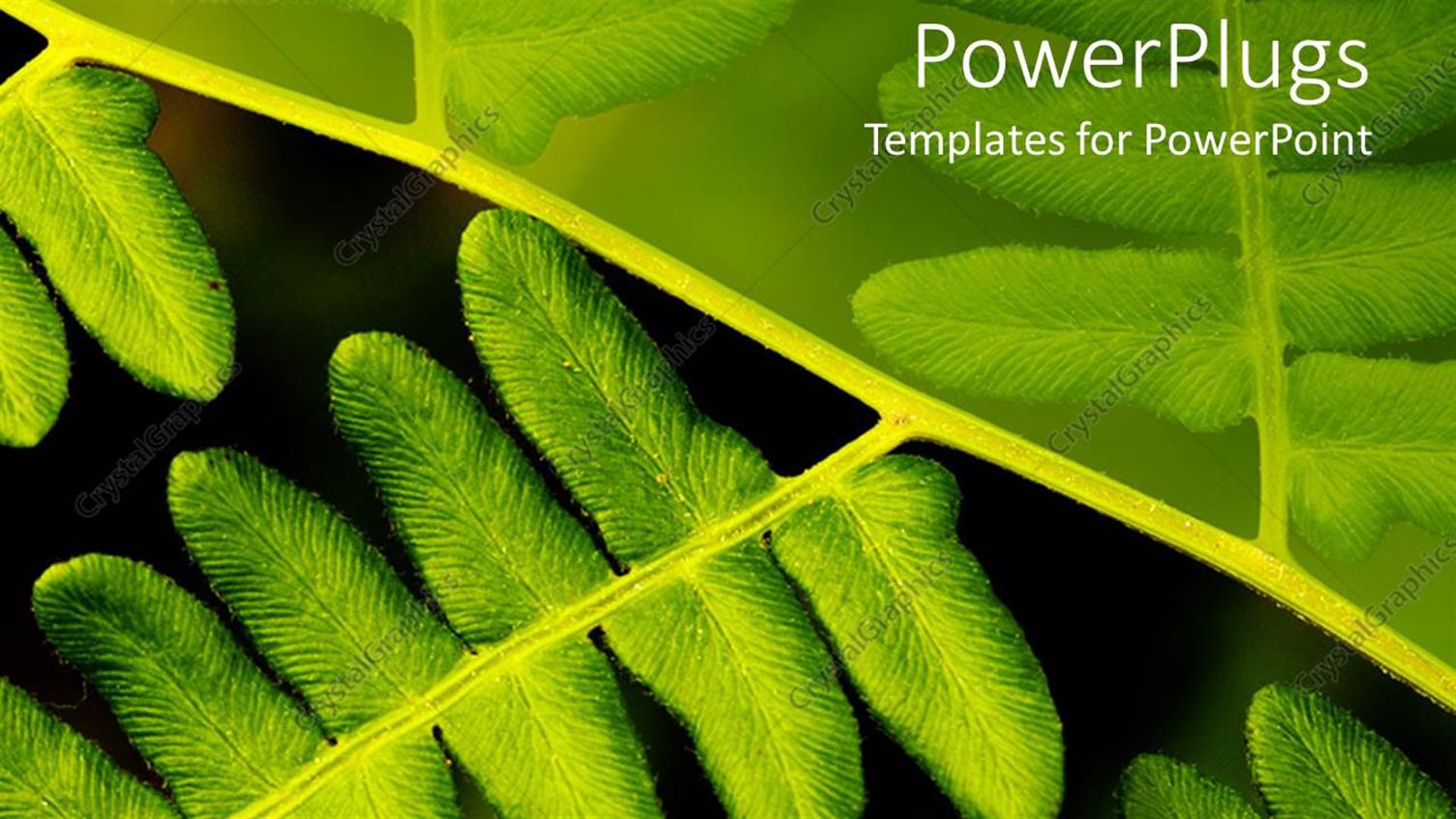 Premium Template for PowerPoint & Google Slides 