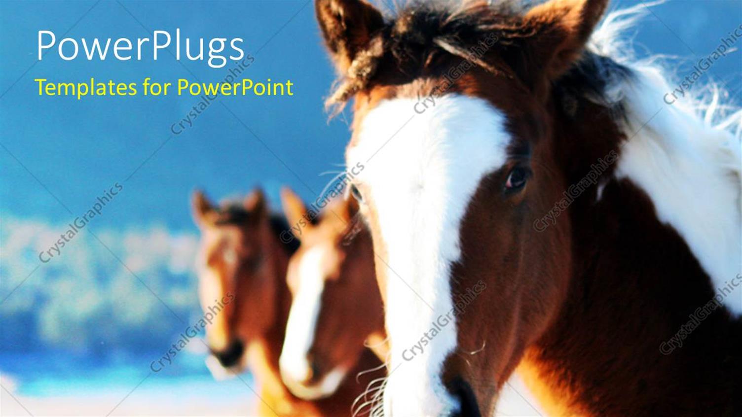 Premium Template for PowerPoint & Google Slides 