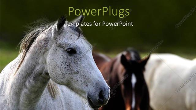  Presentation with horses - A number of horses with blackish background and place for text