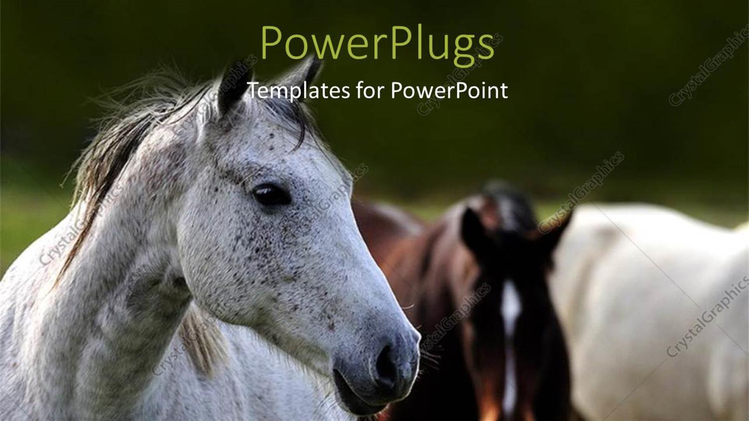 Featuring a Number of Horses with Blackish Background and Place for Text