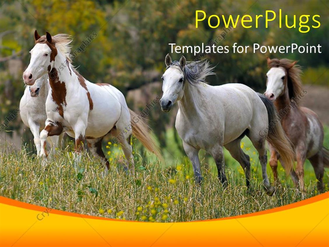 PowerPoint Template a number of horses on the run (31319)