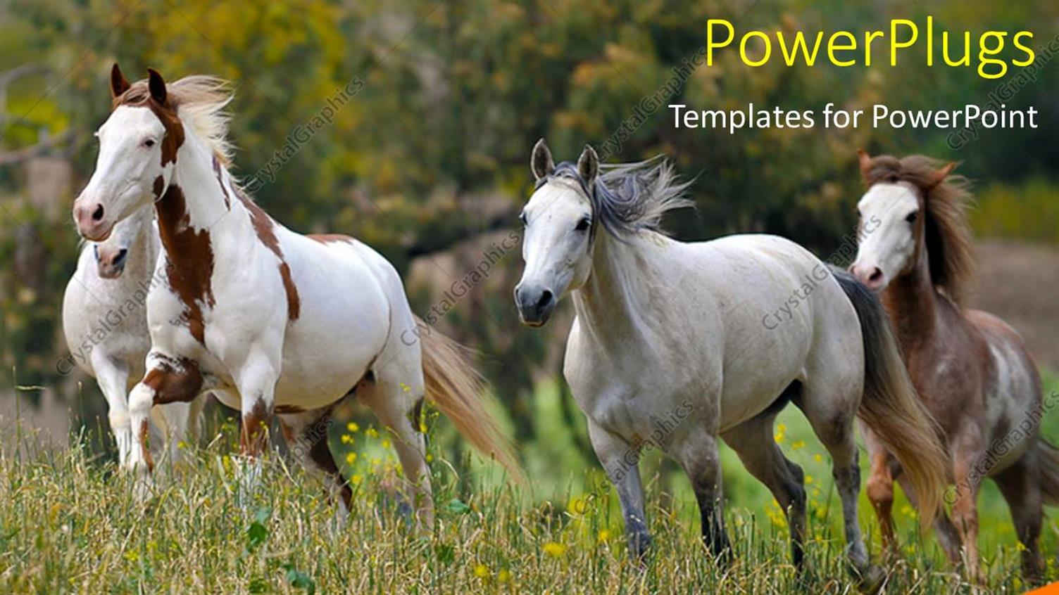 Premium Template for PowerPoint & Google Slides 