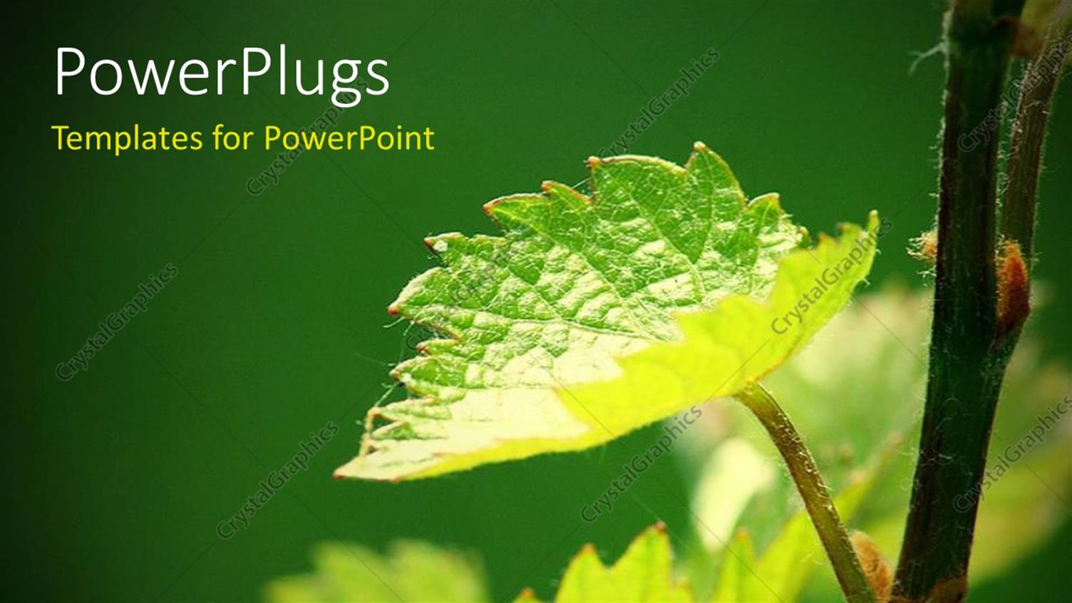 Premium Template for PowerPoint & Google Slides 