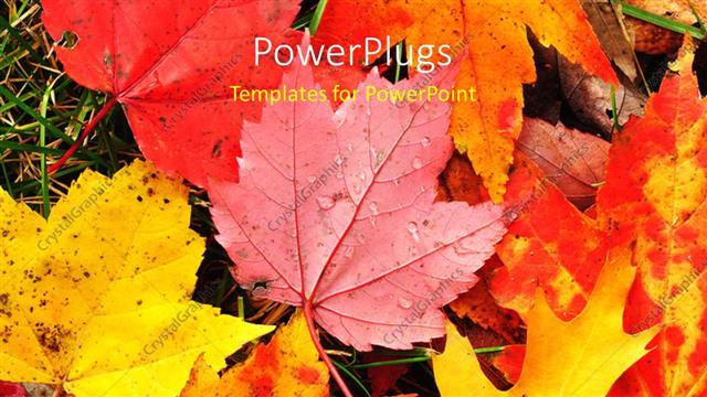  Presentation with maple - A number of leaves in the fall with place for text