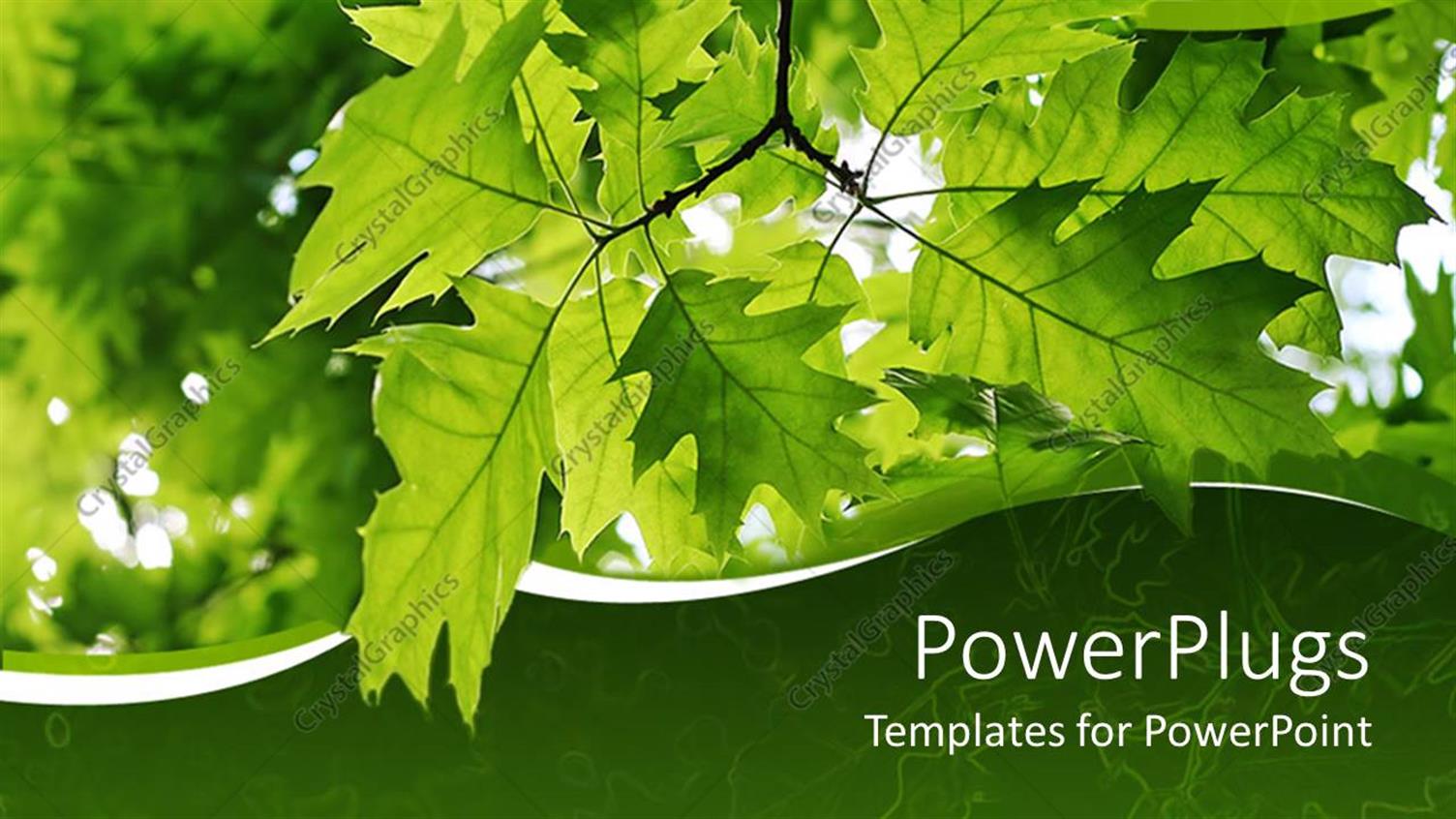 Premium Template for PowerPoint & Google Slides 