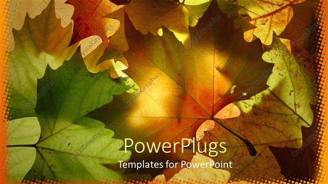  Presentation with sunshine - A number of leaves with sunshine