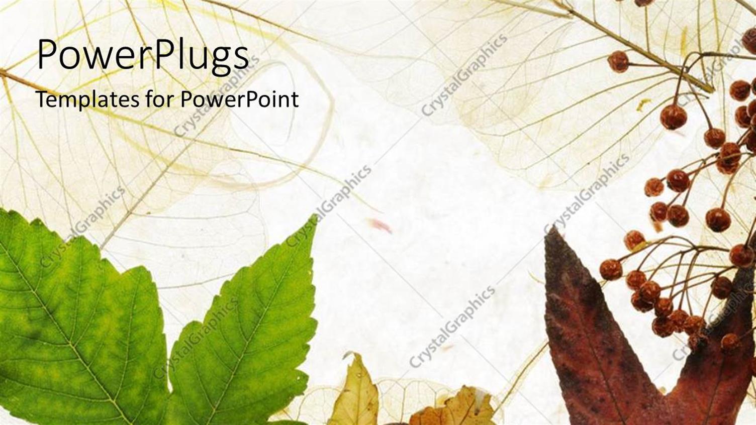 Premium Template for PowerPoint & Google Slides 