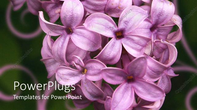  Presentation with lilacs - A number of lilacs with blackish background