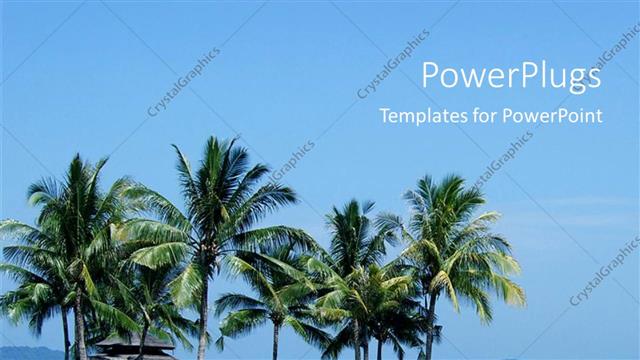  Presentation with palm beach - A number of palm trees on a beach