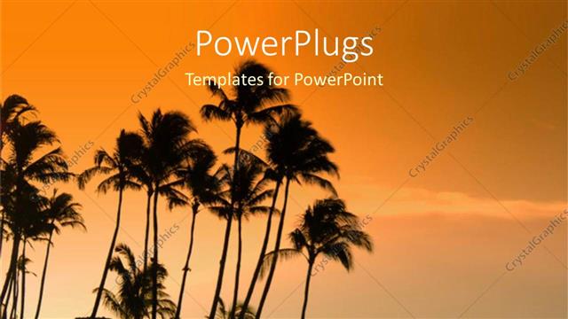  Presentation with palm - A number of palm trees with sea in background showing sunset scene