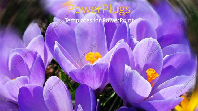  Presentation with purple flowers - A number of purple flowers together